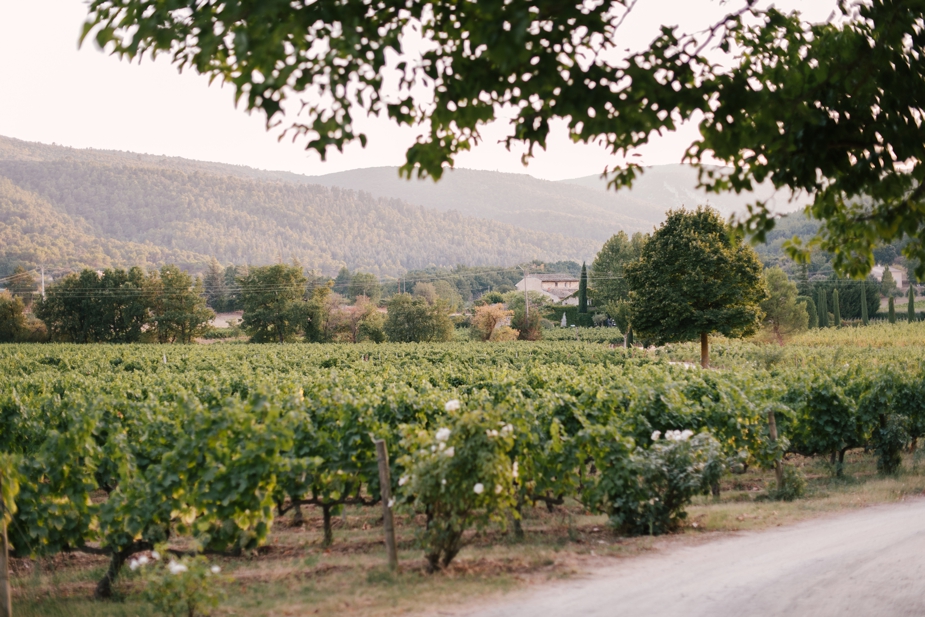Villa Grenache and vinyard in Provence