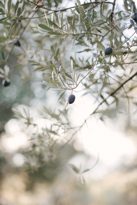mallorca travel photography of olive tree